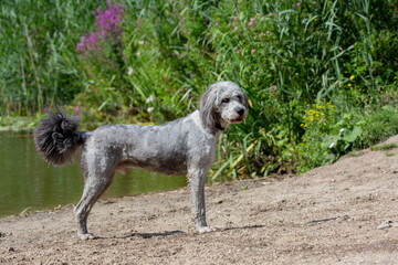 Shaved big dog poodle standing on sand by water
