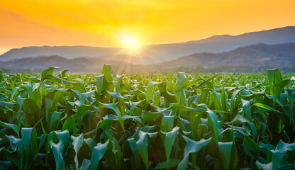 maize corn crops in agricultural plantation with the sunset, cereal plant, animal feed agricultural...