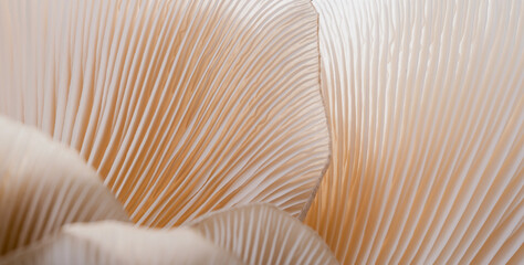 macro Sajor-caju Mushroom plants. Using idea design texture pattern concept natural or wallpaper,...