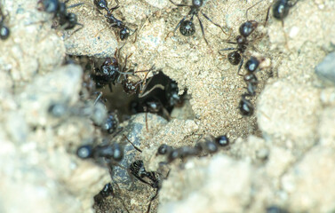 Group of ants on the ground