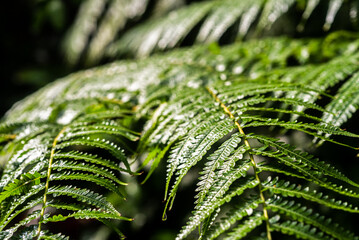 fern leaf in the forest - 487366251