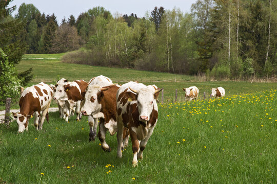 gl&uuml;ckliche jungrinder auf der weide 