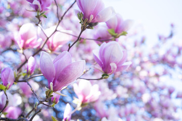 Fototapeta na wymiar pink flowers of blooming magnolia tree in spring. macro