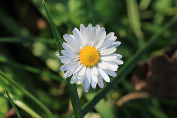 Natural Bellis Perennis Macro Photo © Recep