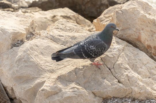 close-up pigeon on rocks