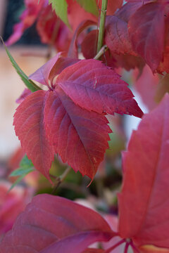 Close-up three red ivy leaves in a floral garden. Beautiful hemigraphis colorata plant 