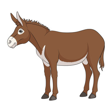 Color illustration with brown donkey, mule. Isolated vector object on white background.