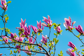 pink magnolia flower on blooming spring tree