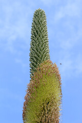 agave titanota