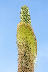 agave titanota