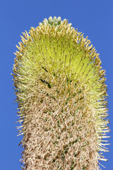 agave titanota