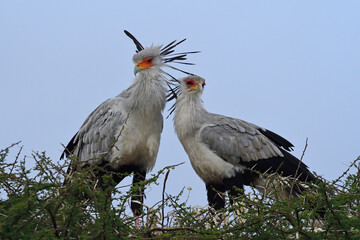 Pair of Secretarybirds in tree.