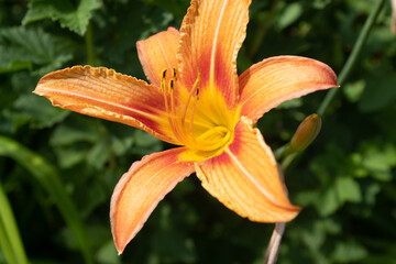A single orange lily flower, close up. Macro brown-orange stamens and pistil. Blooming tiger lily growing for publication, design, poster, calendar, post, screensaver, wallpaper, card, banner, cover