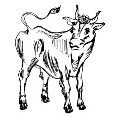 Cow silhouette. Freehand drawing. Black silhouette on a white background. 