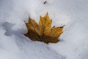 Old Maple leaf on melting spring snow in the forest