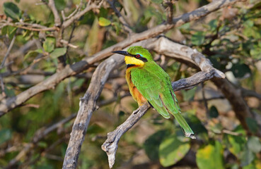 Unidentified bee eater perched.