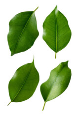 Green leaves set isolated on white. Ficus leaf levitating.