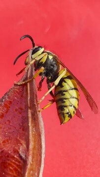 Yellow jacket wasp in macro view
