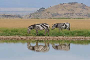 Zebras by water hole.