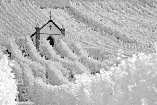 A vineyard with a church in infra-red