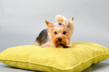 The Yorkshire Terrier is lying on a pillow isolated on a gray background