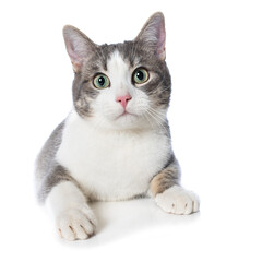 Young cat lying isolated on white background