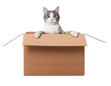 Kitten looks out of a box isolated on white