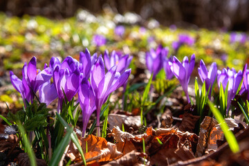 Blossom of wild growing first spring flowers, rare violet crocus or saffron on the sunny forest...