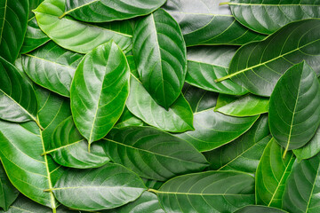 jackfruit leaves background texture, edible health beneficial leaves used in medicinal purposes, closeup abstract