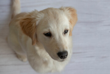 Birdseye view of young golden retriever puppy sitting on a white wooden background 