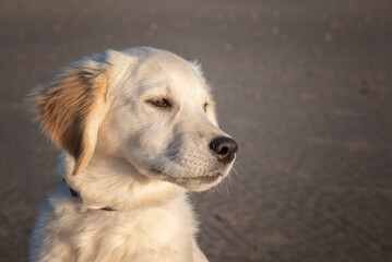 Portrait image of Golden Retreiver puppy at beach with copy space 