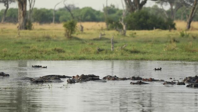 Wide shot of a pod of hippos laying in the water, Khwai Botswana. 

