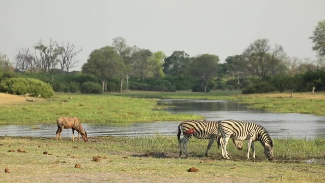 Wide shot of plains zebras and a tsessebe drinking at the river, Khwai Botswana. 