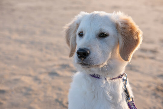 Portrait image of curious Golden Retreiver puppy at beach with copy space 