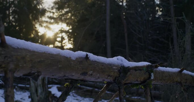 Medium close up shot of a fallen tree covered with snow on a sunny evening, backlight from the sun. Camera moves to the right showing more of the tree.