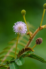 Blooming mimosa (sensitive plant) flower and several buds in the middle of the forest