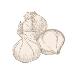 Nuts, hazelnuts on a white background, beige illustrations