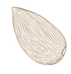 Simple contour illustration of an almond nut, isolated element on a white background