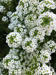 White Alyssum flower in the garden