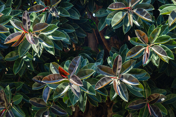 Leaves on a branch of an Indian rubber tree (ficus) in the bright midday sun