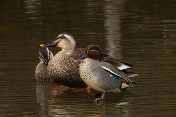 コガモとカルガモ達