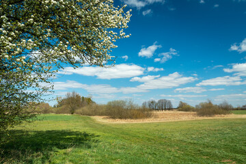 Flowering fruit tree and its shadow on the meadow