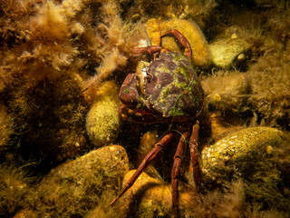 A crab among seaweed and stones. Picture from The Sound, between Sweden and Denmark