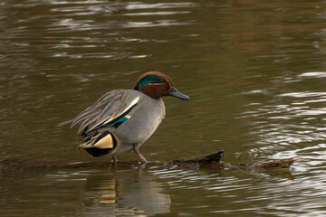 浅瀬の木に立つコガモ