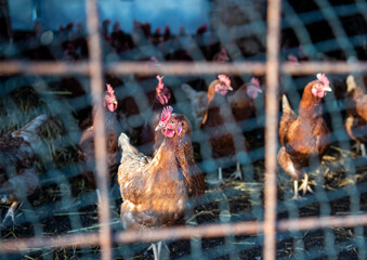 A flock of cull hens is pent up to protect them from avian influenza. The bars of their cage are...