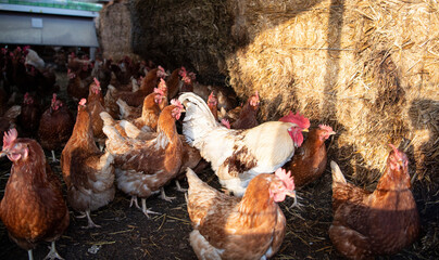 A flock of cull hens and a rooster are pent up to protect them from avian influenza. They are...