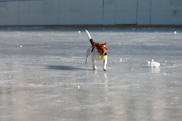 horse racing in the snow