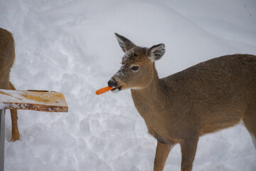 A cute deer with a snowy face standing on snow and eating a carrot