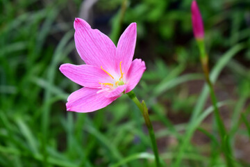 Fototapeta premium Side view of purple rain lily flower on green leaves nature blurred background. Purple rain flowers in Thailand.