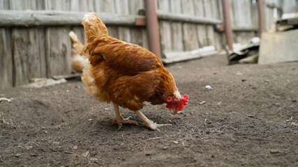 A brown chicken walks around the farm yard in sunny weather. A brown chicken walks around the farm in summer.